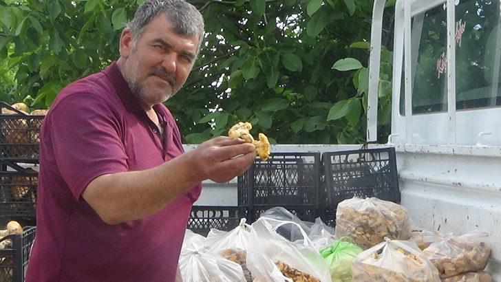 Kaz Dağları'nın 'altın mantarı' köylünün gelir kapısı oldu G3