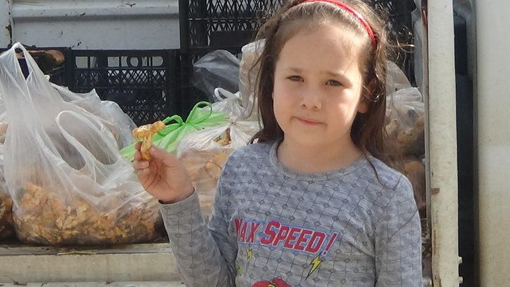 Kaz Dağları'nın 'altın mantarı' köylünün gelir kapısı oldu G4