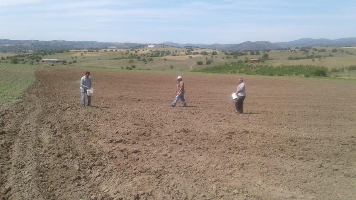 Sındırgı&rsquo;da belediye boş arazilerinde tarım yapıyor