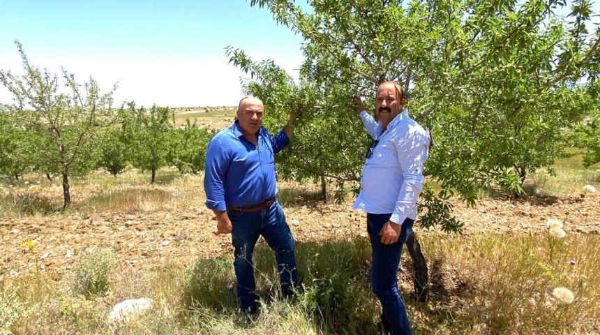 Bayram: &ldquo;Karamanlı badem &uuml;reticisi bu yıl y&uuml;ksek rekolte bekliyor&rdquo;
