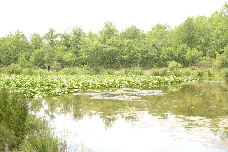 Nilüfer çiçeğini koparan yandı! Cezası otomobil fiyatı G1