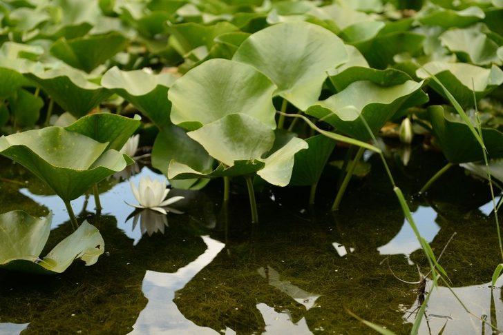 Nilüfer çiçeğini koparan yandı! Cezası otomobil fiyatı G2
