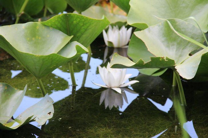 Nilüfer çiçeğini koparan yandı! Cezası otomobil fiyatı G4