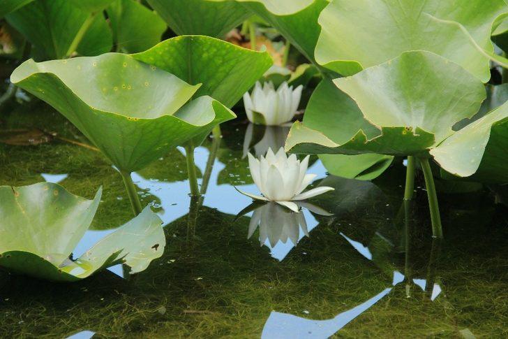 Nilüfer çiçeğini koparan yandı! Cezası otomobil fiyatı G5