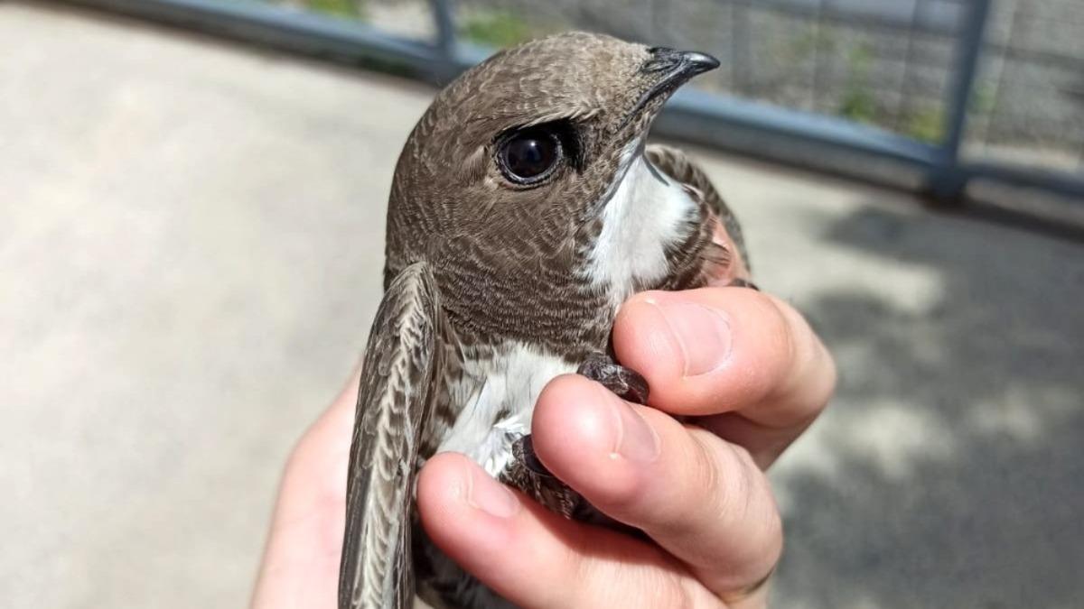Tedavisi yapılan ebabil kuşu doğaya salındı