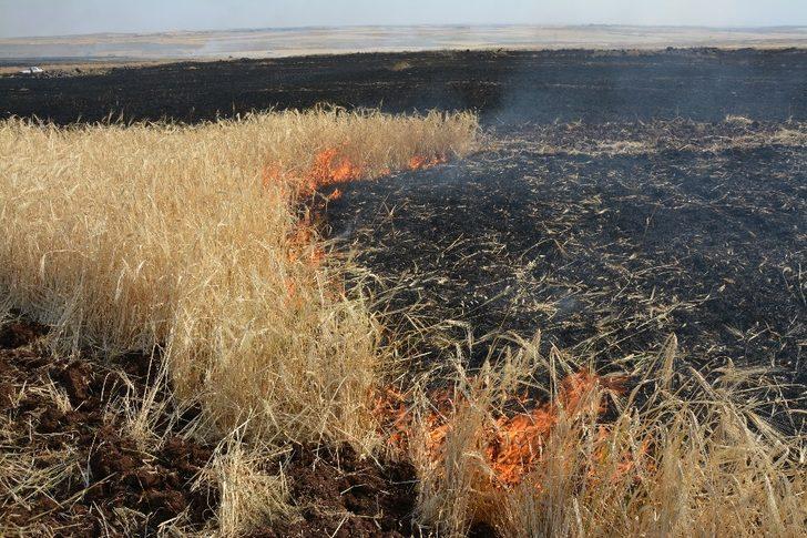 Şanlıurfa’da 400 dönüm ekili arazi kül oldu G4
