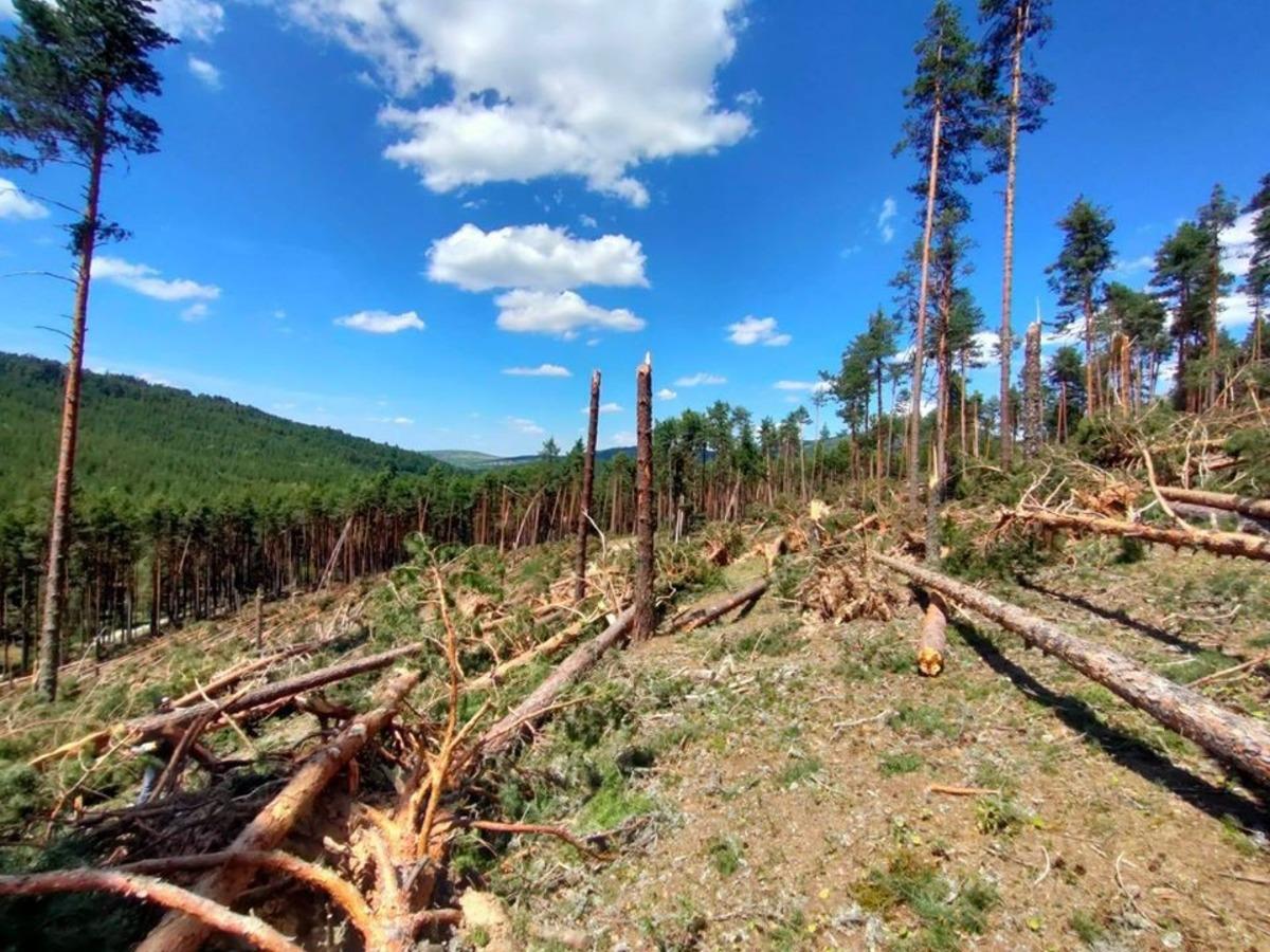 &Ccedil;atacık&rsquo;ta devrilen ağa&ccedil;lara y&ouml;nelik &ccedil;alışmalar başlatıldı