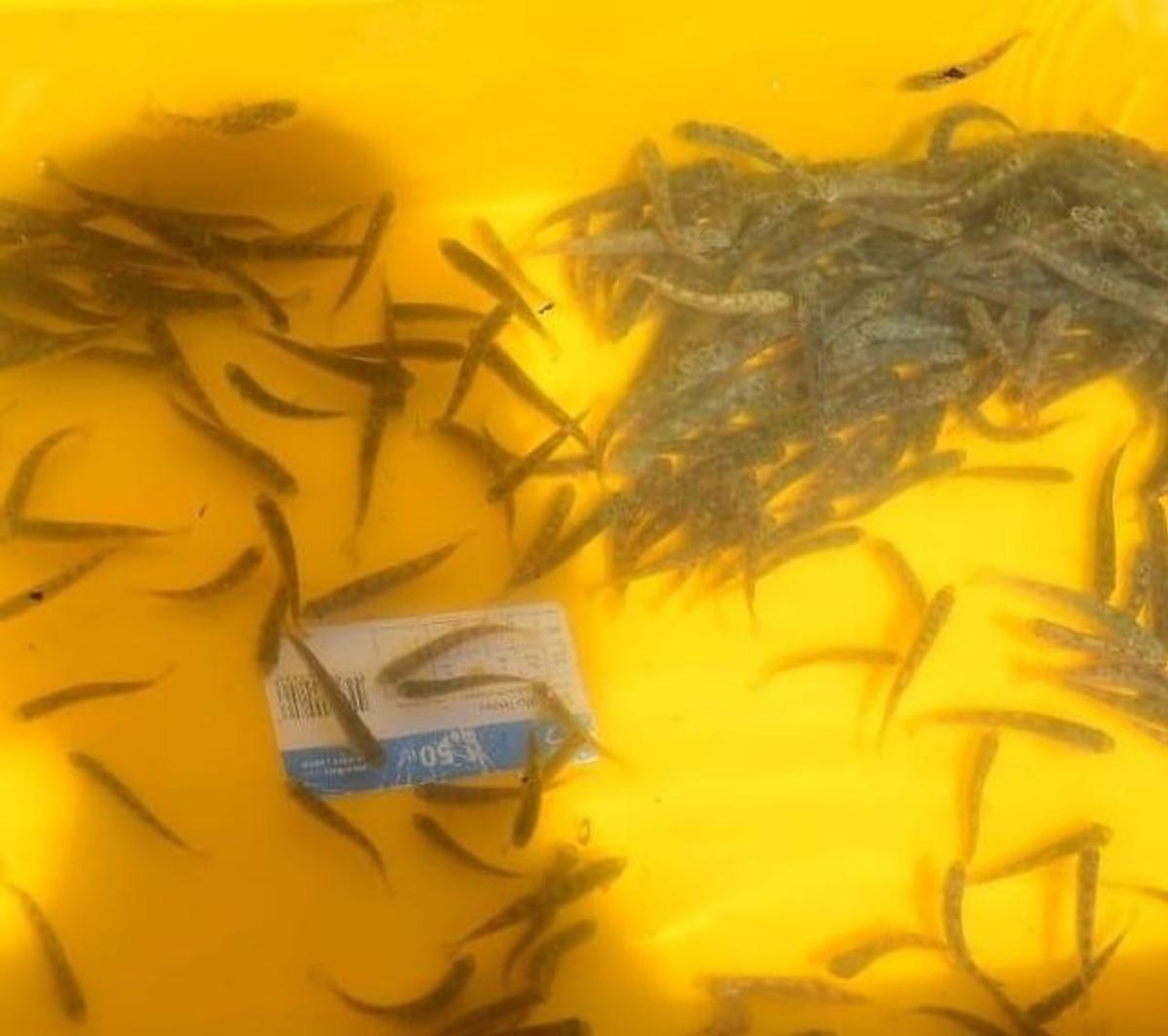 Manahoz Deresine 6 bin kırmızı benekli yavru alabalık salındı