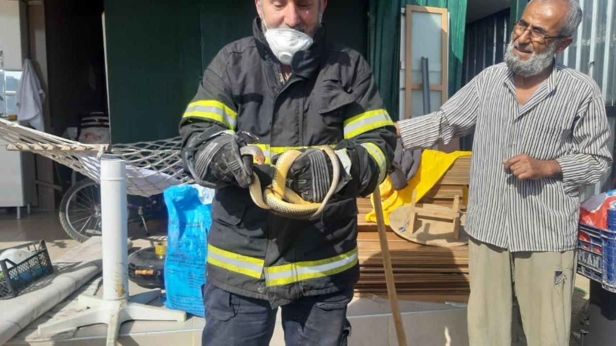 Kocaeli&rsquo;de yılan paniği yaşandı