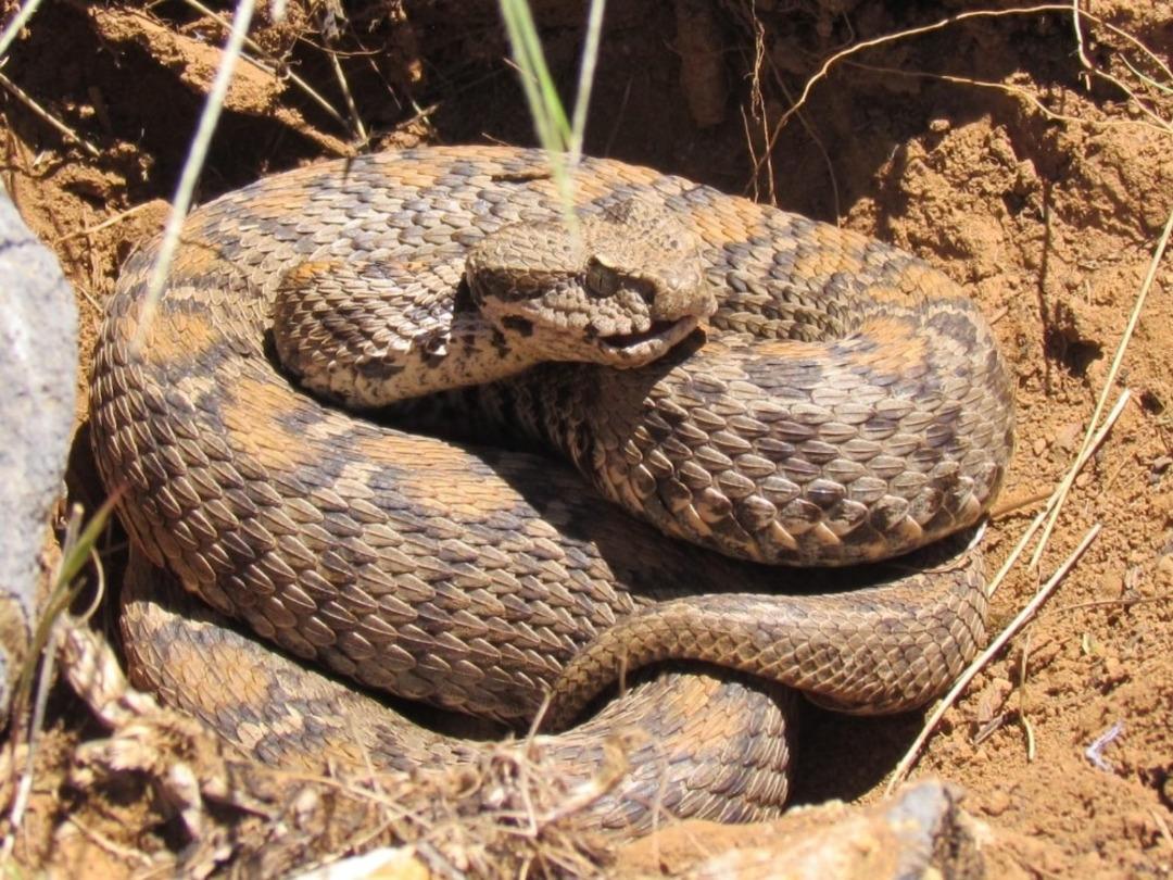 Yalnızca T&uuml;rkiye'de var! Tunceli'de Wagner Engereği g&ouml;r&uuml;nt&uuml;lendi