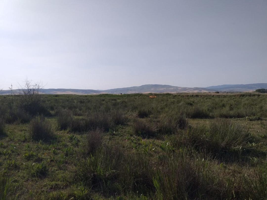 &Ccedil;orum'da aslan g&ouml;r&uuml;ld&uuml;! Ekipleri harekete ge&ccedil;iren iddia