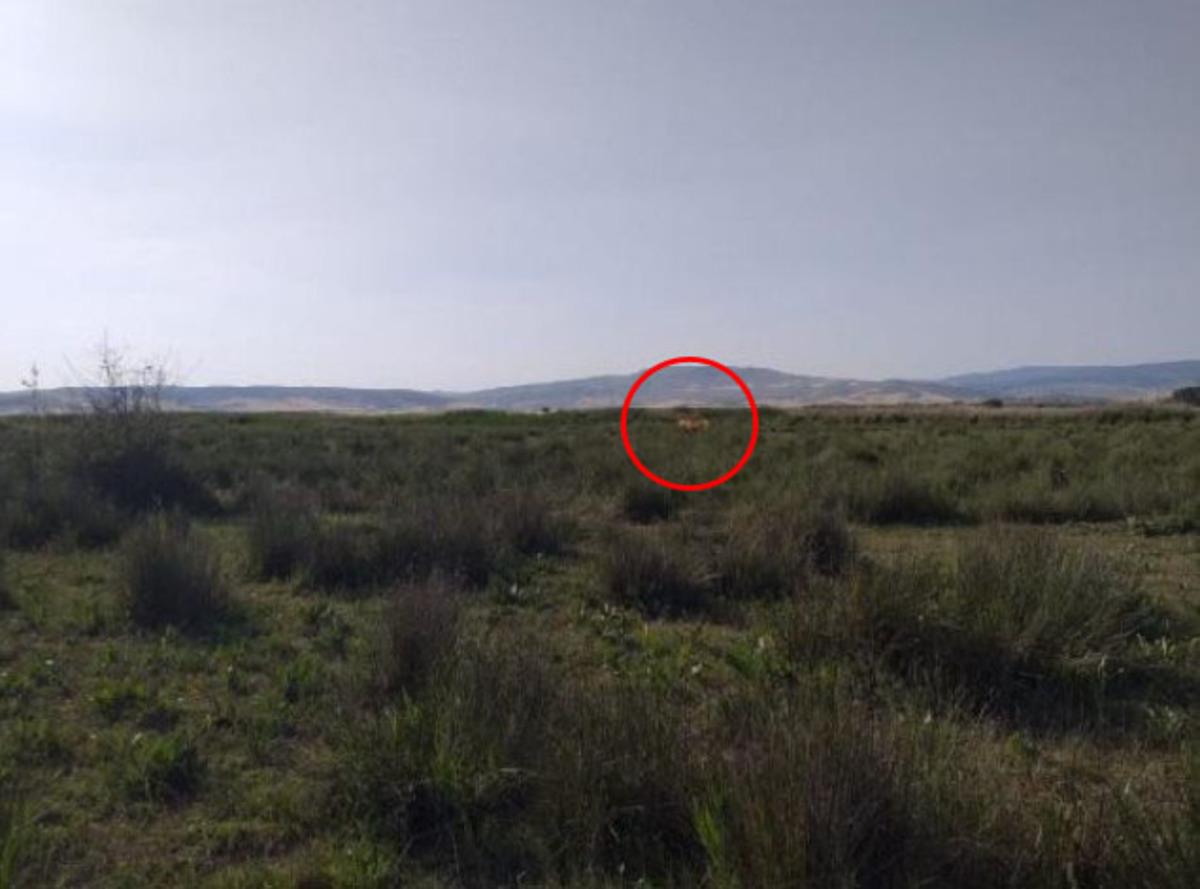 &Ccedil;orum Valisi &Ccedil;ift&ccedil;i: Aslan emaresine rastlamadık