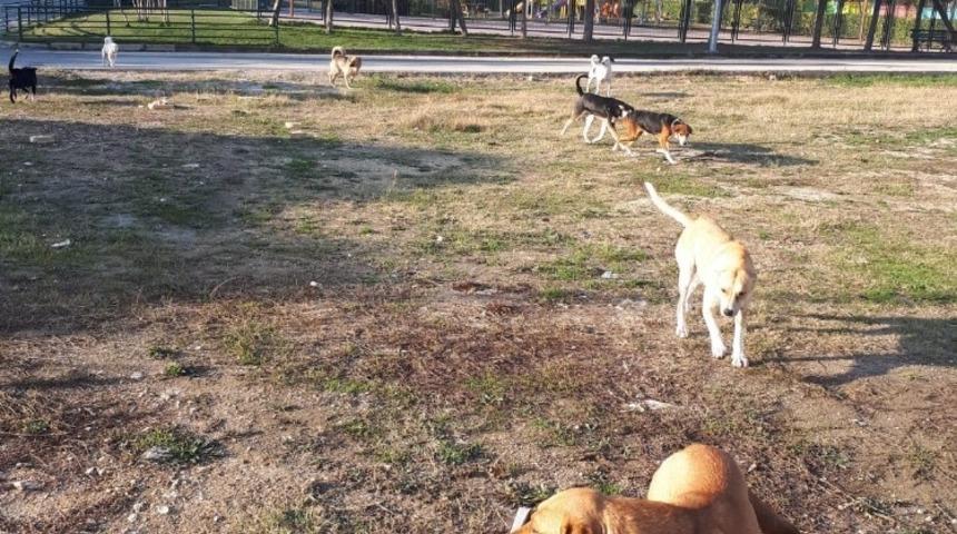 Vatandaş başıboş k&ouml;peklerden şikayet&ccedil;i