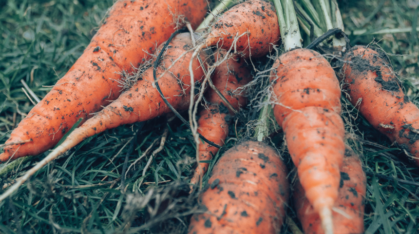 Havuç cinsel gücü artırıyor