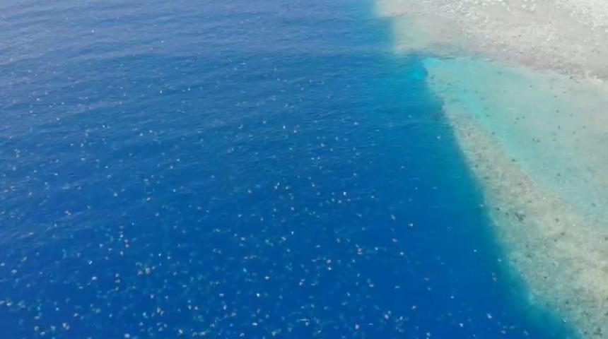 D&uuml;nyanın en b&uuml;y&uuml;k yeşil kaplumbağa yuvaları ilk kez drone'la g&ouml;r&uuml;nt&uuml;lendi