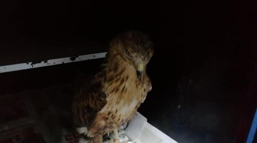 Yaralı tilki yavrusu ve kartalın tedavisi yapıldı