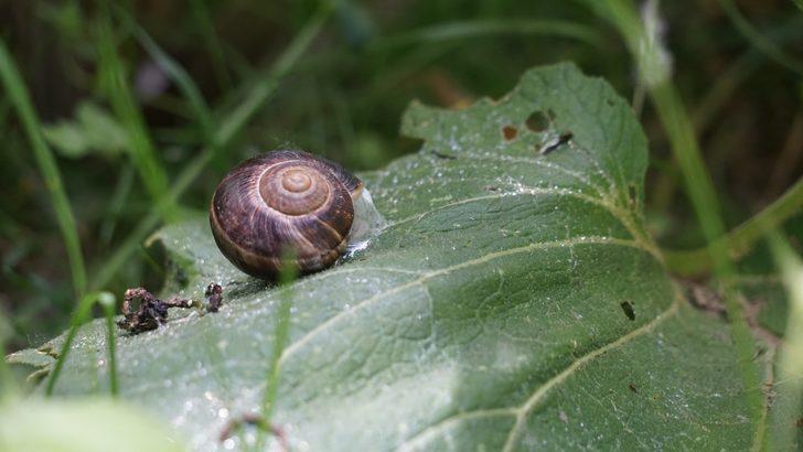 Koramaz Vadisi UNESCO listesinde! Bilim insanları hayran kaldı G2