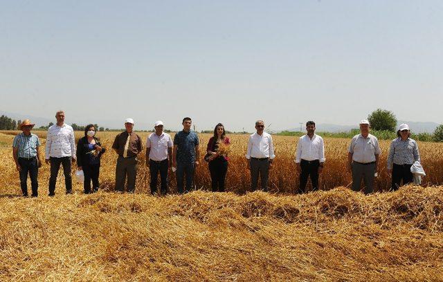 Aydın’da buğday hasat şenliği gerçekleşti