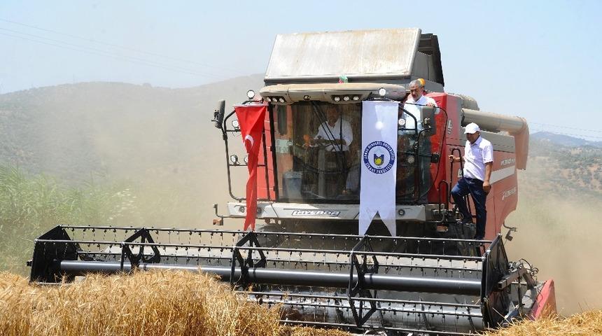 Aydın&rsquo;da buğday hasat şenliği ger&ccedil;ekleşti
