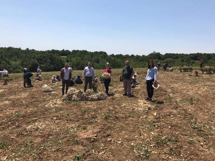 Sarımsak üreticinin yüzünü güldürdü G1