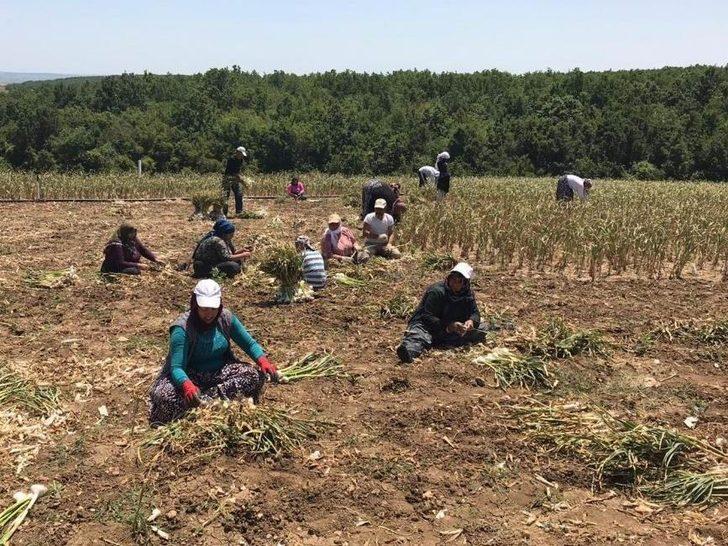 Sarımsak üreticinin yüzünü güldürdü G2