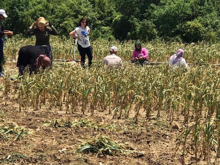 Sarımsak üreticinin yüzünü güldürdü G3
