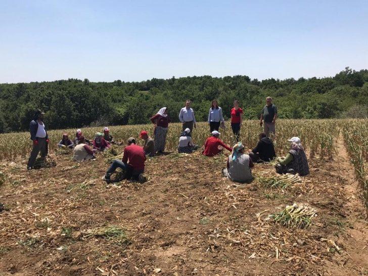 Sarımsak üreticinin yüzünü güldürdü G4