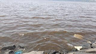 Küçükçekmece Gölü kahverengiye büründü