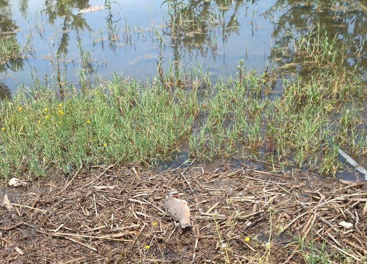 Hazar gölünde telef olan bazı balıklar kıyıya vurdu G1