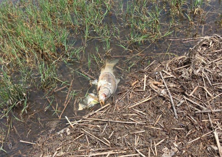 Hazar gölünde telef olan bazı balıklar kıyıya vurdu G2