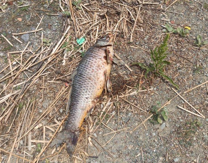 Hazar gölünde telef olan bazı balıklar kıyıya vurdu G3