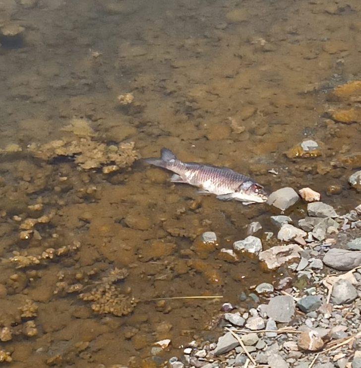 Hazar gölünde telef olan bazı balıklar kıyıya vurdu G4