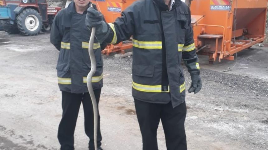 Yakaladıkları yılanı doğaya saldılar