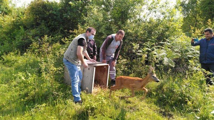 Türkeli’de köy mezarlığında mahsur kalan karaca kurtarıldı G2