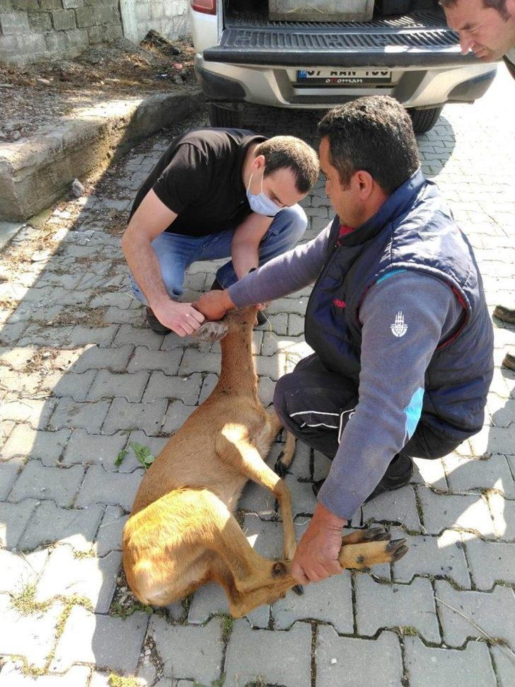 Türkeli’de köy mezarlığında mahsur kalan karaca kurtarıldı G3