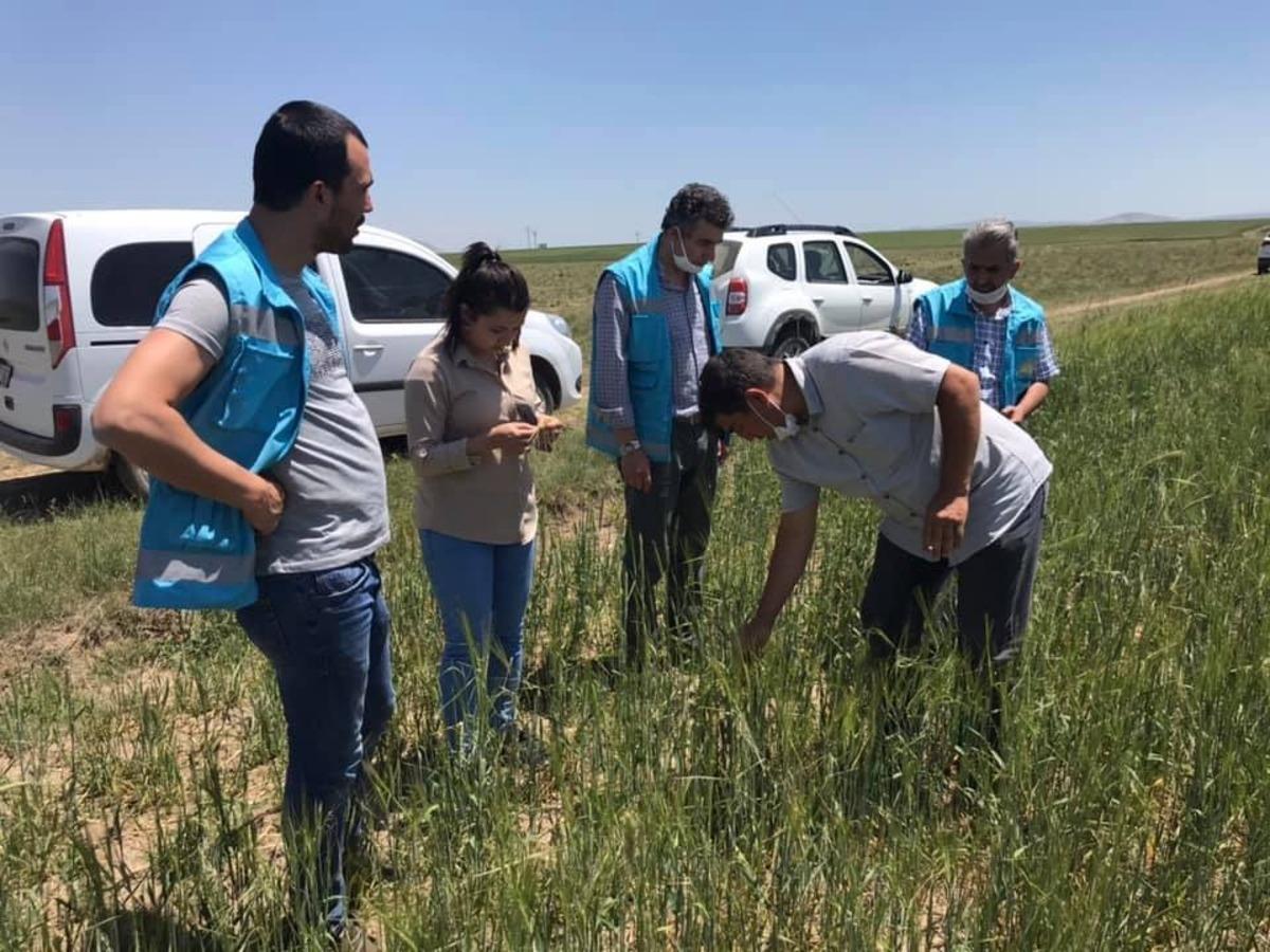 Altıntaş&rsquo;ta buğday ve arpada zarar 200 bin dekar