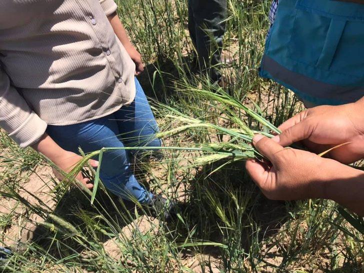 Altıntaş’ta buğday ve arpada zarar 200 bin dekar G2