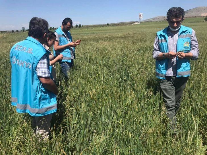 Altıntaş’ta buğday ve arpada zarar 200 bin dekar G4