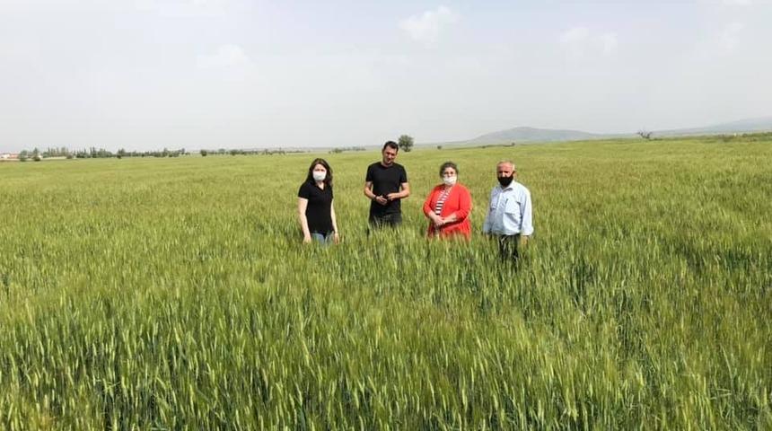 Aslanapa tarımında hububat zararı tesbit ediliyor