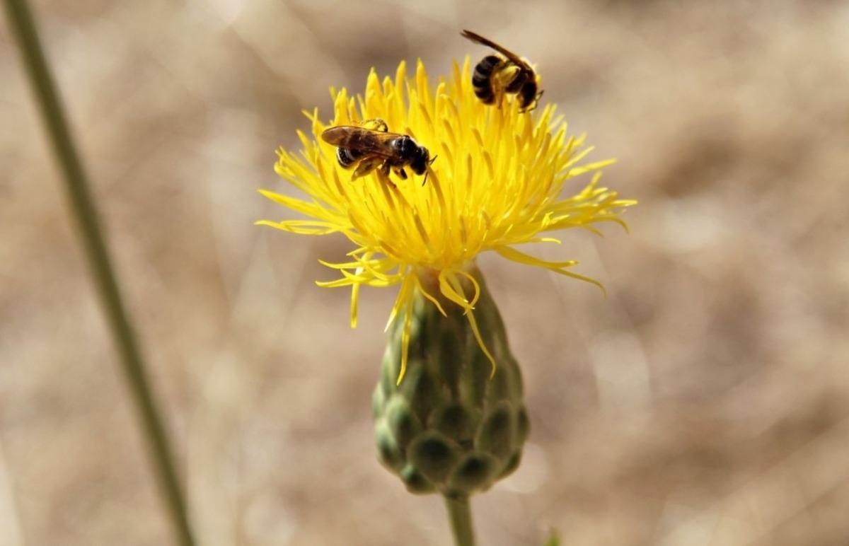 Bu yılın ilk T&uuml;l&uuml;şahları G&uuml;vercinada&rsquo;da a&ccedil;tı