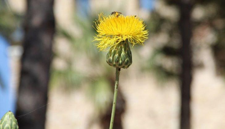 Bu yılın ilk Tülüşahları Güvercinada’da açtı G2