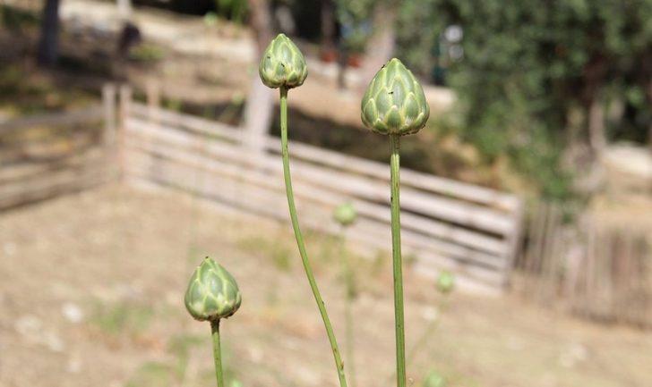 Bu yılın ilk Tülüşahları Güvercinada’da açtı G3