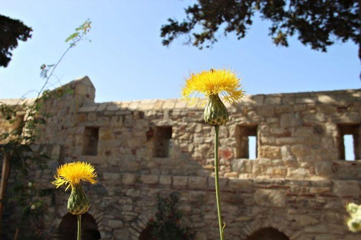 Bu yılın ilk Tülüşahları Güvercinada’da açtı G4