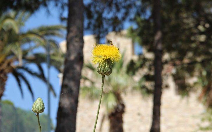 Bu yılın ilk Tülüşahları Güvercinada’da açtı G5