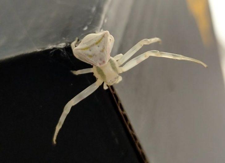 İnsan yüzlü örümceği görenler hayrete düşüyor G1