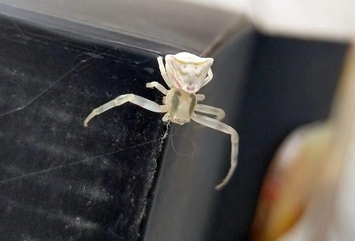 İnsan yüzlü örümceği görenler hayrete düşüyor G2