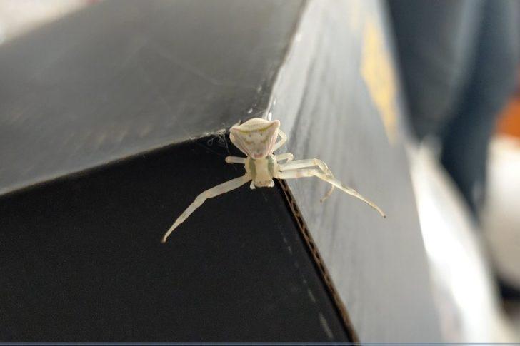 İnsan yüzlü örümceği görenler hayrete düşüyor G3