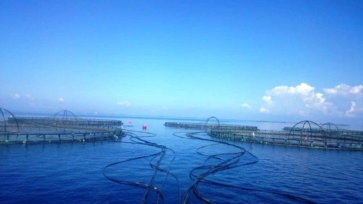 Aydın’da Mayıs ayında 94 tesiste su ürünü denetimi gerçekleştirildi G1