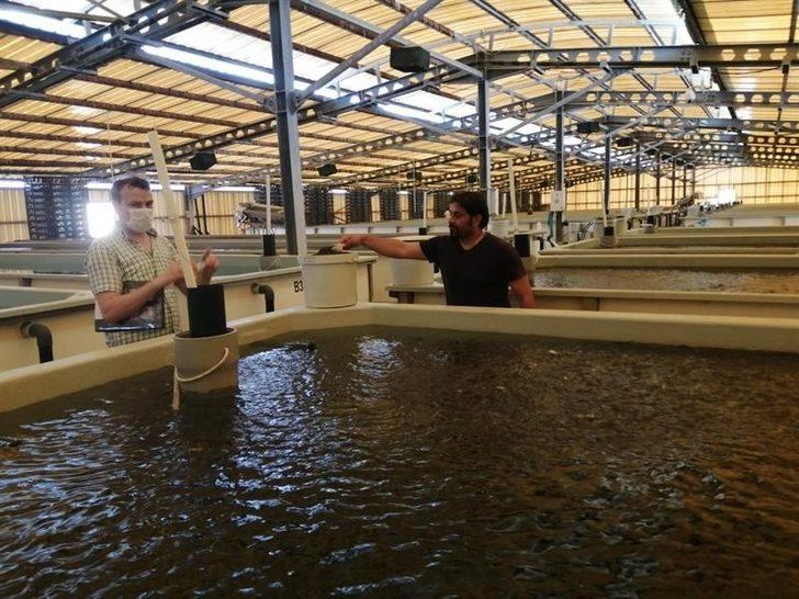 Aydın’da Mayıs ayında 94 tesiste su ürünü denetimi gerçekleştirildi G4