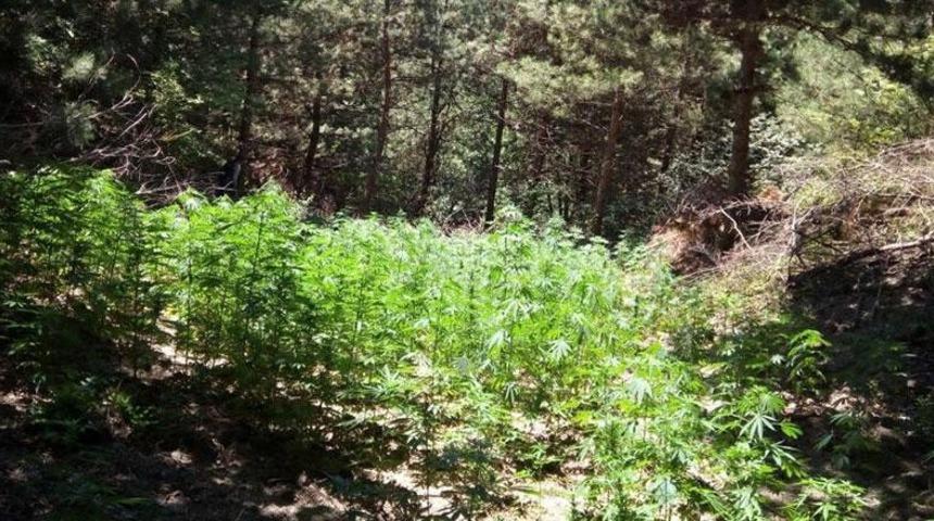 Elazığ’da uyuşturucu tarlasına şok operasyon: 7 gözaltı